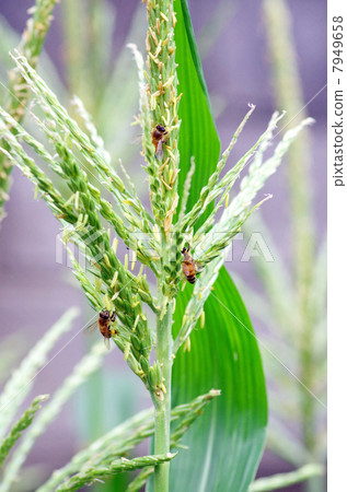 一隻蜜蜂 一隻蜜蜂 7949658