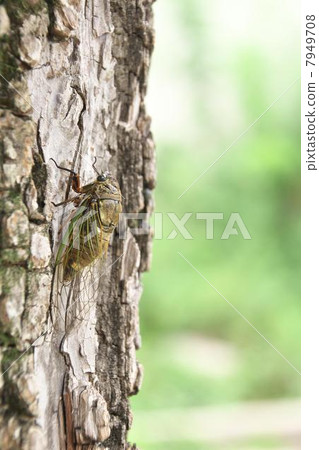 明敏半 明敏半 7949708