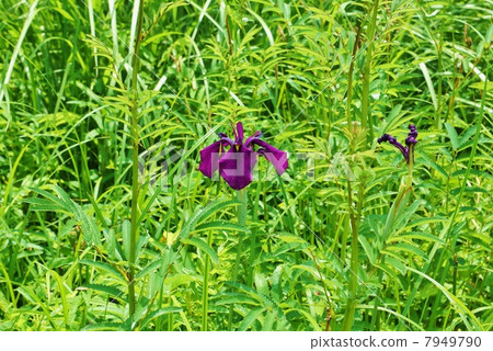 在Nohana三文魚的暗紫色花/螞蚱的水平位置，濕地的原型·Hana shiobu 7949790