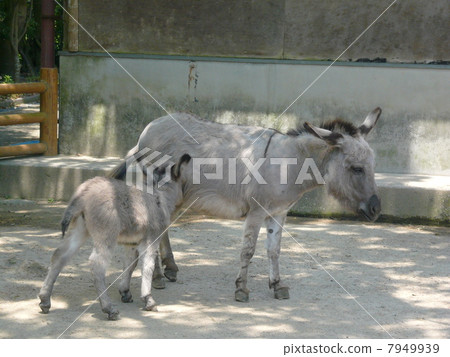 Parent and child of a donkey 7949939