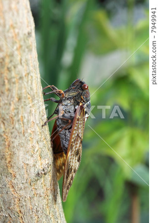 Brown cicada 7949941