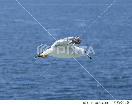 海鷗 海鷗 7950020
