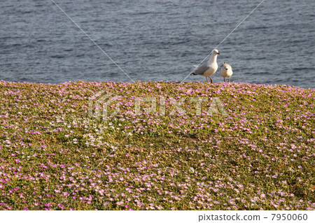 菲利普島海鳥 菲利普島海鳥 7950060