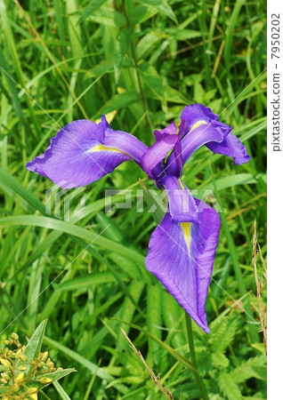 在Nohana鮭魚的內花蓋上的昆蟲/蚱蜢的斜視圖的向上垂直視圖，濕地的原型·Hana shiobu 7950202