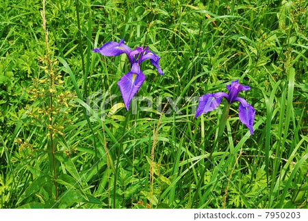 沼澤之花·Nohna shaw花開在草球旁邊（Kusaredama）·兩個輪子綻放·在草地路面的水平斜視圖 7950203