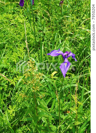 沼澤的花·開花在草球旁邊的Nohna蕭伯納花 7950204