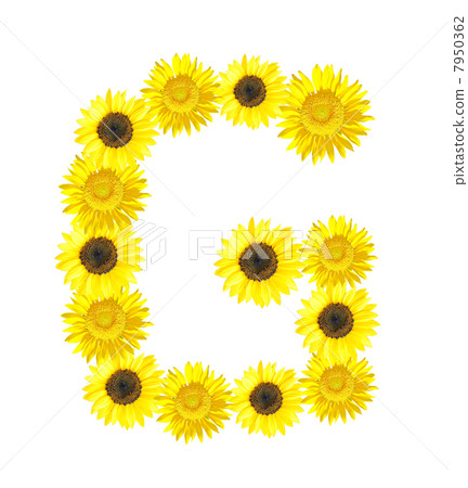 Sunflower alphabet Sunflower alphabet 7950362