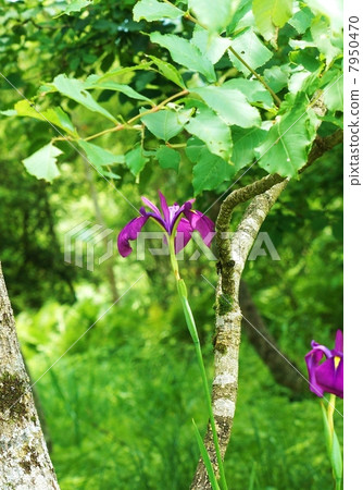 Flower of the marsh · flower of the Nohna shaw blooms in the forest · horizontal vertical position Flower of the marsh · flower of the Nohna shaw blooms in the forest · horizontal vertical position 7950470