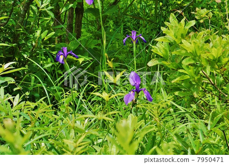 Flower of a marshy flower · flower of Nohana shaw blooms in the forest · multiple · oblique bird's eye view horizontal position Flower of a marshy flower · flower of Nohana shaw blooms in the forest · multiple · oblique bird's eye view horizontal position 7950471