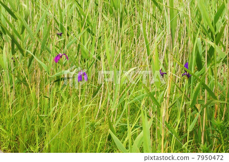 Flower of a marshy flower · flower of Nohna shaw blooming in reed field · multiple · horizontal position pulling Flower of a marshy flower · flower of Nohna shaw blooming in reed field · multiple · horizontal position pulling 7950472