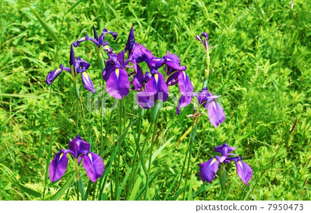 Moghara flower · Hana shiove original species Lots of white flower flowers · Horizontal position in the grassy plow Moghara flower · Hana shiove original species Lots of white flower flowers · Horizontal position in the grassy plow 7950473