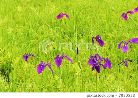 濕地的一朵花和一朵開花在濕地的noahana商店的花多個·鳥瞰水平位置 7950538