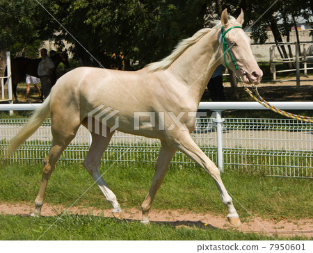 Portrait of akhal-teke horse 7950601