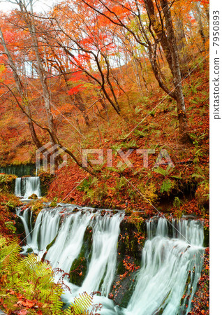 秋天的秋天秋天 7950893