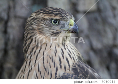 Yorotaka's young bird 7950914