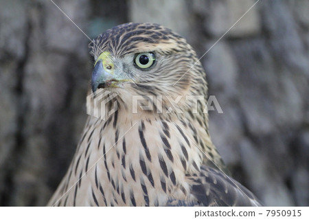 Yorotaka's young bird 7950915