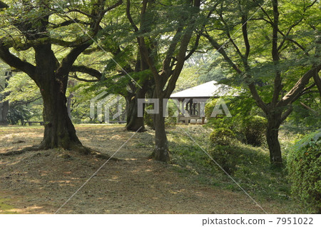 Miyako Sakuragaoka Park August 7951022
