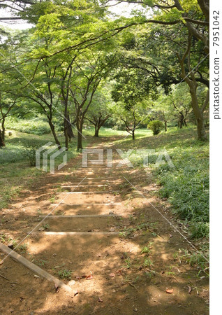 Sakuragaoka Park Summer 7951042