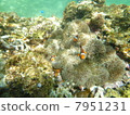 Clown anemone fish found! 7951231