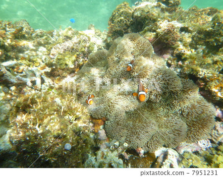 發現小丑海葵魚! 發現小丑海葵魚! 7951231