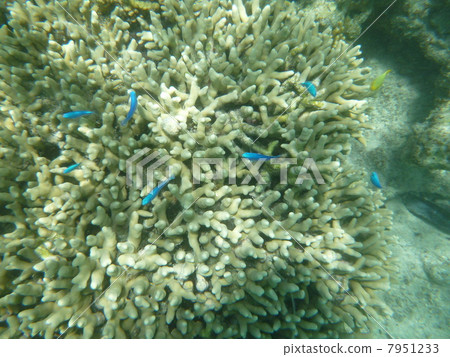 一群Ruri的麻雀 7951233