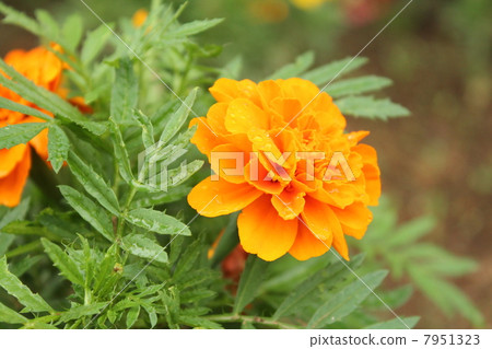 Marigold Marigold 7951323