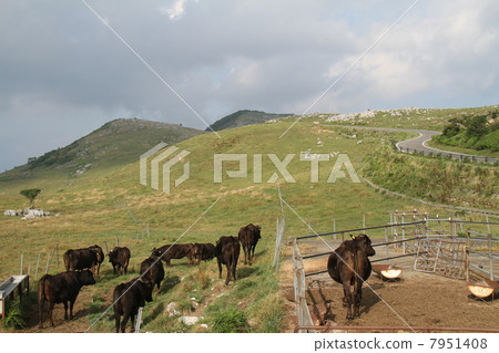 黑毛和牛 7951408