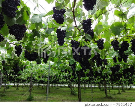 Grape (variety: Buffalo) 7951437