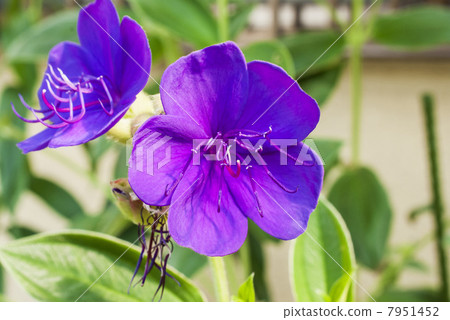 A field peony A field peony 7951452