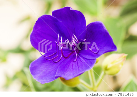 A field peony A field peony 7951455