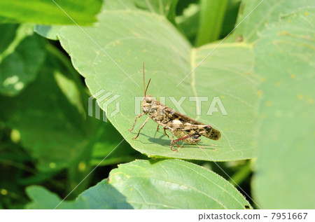 Locustidae Locustidae Locustidae Locustidae 7951667