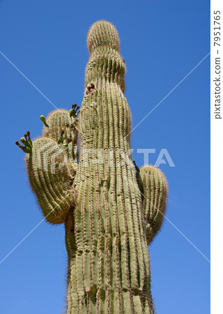 美國亞利桑那沙漠仙人掌 7951765