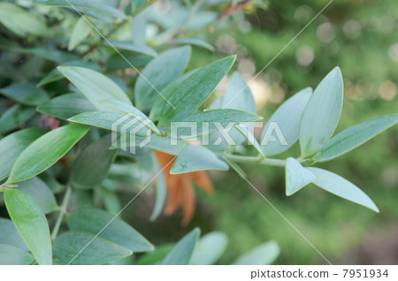 Bamboo leaves 7951934