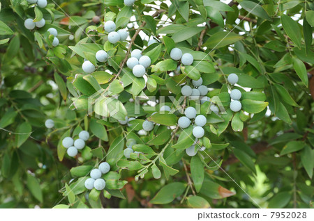 Berry and leaves Berry and leaves 7952028