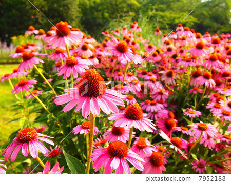 可愛的ekinacea花 7952188