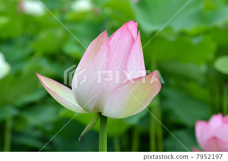 Bud of lotus 7952197