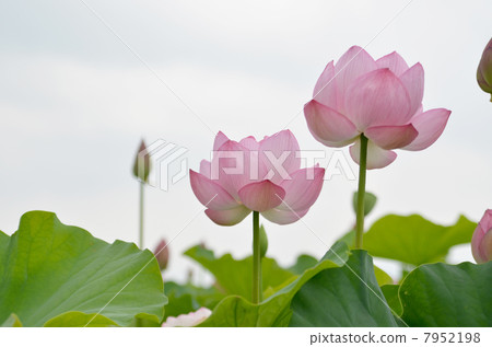 Lotus flower  7952198