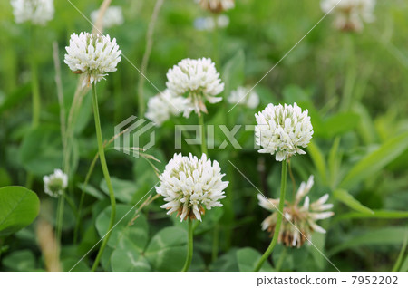 White clover flower 7952202