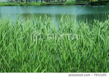 耀西 耀西 7952205