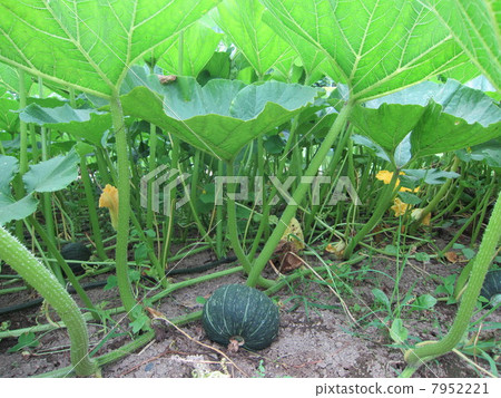 Pumpkin field raised in Hokkaido Horizontal 7952221