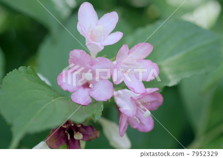 Flower of hakonnettsugi 7952329