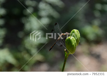 Noshimetonbo 7952331