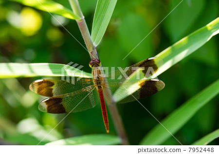Miyama Macone Dragonfly 7952448