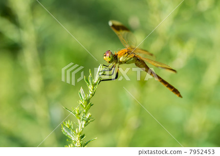 Miyama Macone Dragonfly 7952453