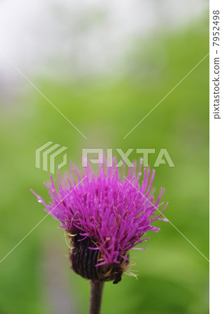 Bamboo flower Bamboo flower 7952498