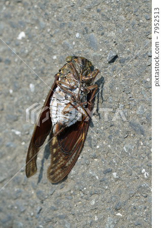 Death of cicadas on the street Death of cicadas on the street 7952513