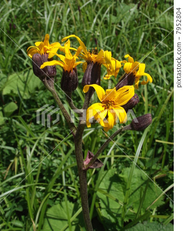 夏季濕地中最突出的Marubadakakefuki花 7952804