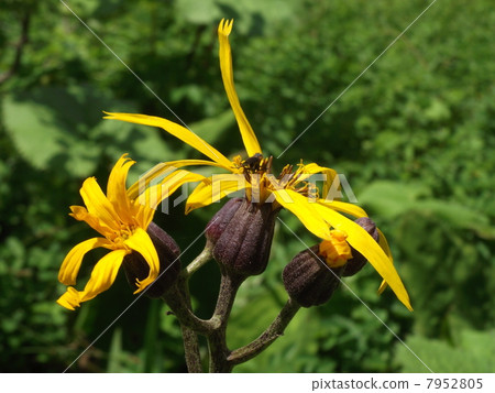 夏季濕地中最突出的Marubadakakefuki花 7952805