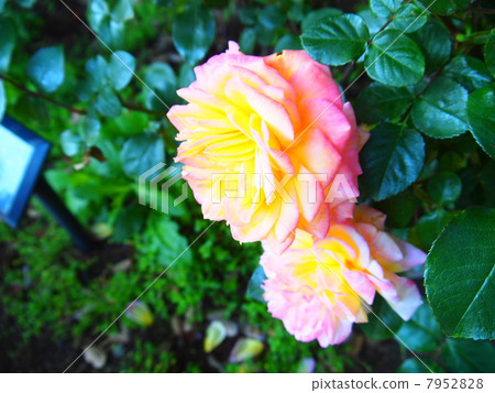 Svennir de Anne Frank 7952828