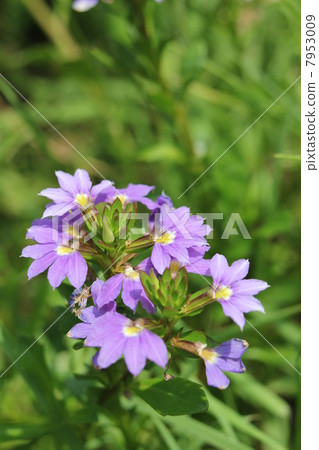 藍扇花 藍扇花 7953009
